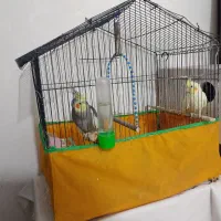 عروس هلندی نر و ماده