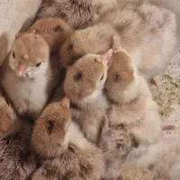 فروش ویژه جوجه بوقلمون  نژاد بروبون