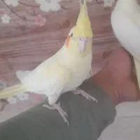 دو عدد عروس هلندی خونگی
