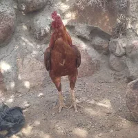مرغ