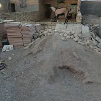 بره.وچپش آلپایین|حیوانات مزرعه|اردکان, |دیوار