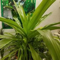 گل اشک ملکه