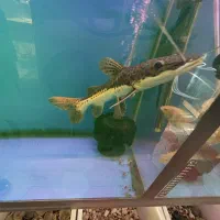 دراگون|ماهی|اردبیل, |دیوار