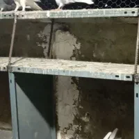 کفتر|پرنده|چهارباغ, |دیوار