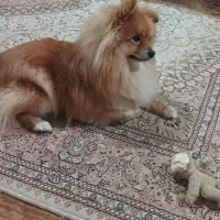 سگ پامر نر|سگ|بندر انزلی, معلم|دیوار