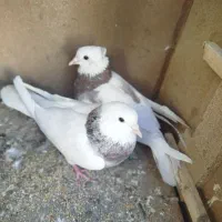 کفترطوقی|پرنده|سیرجان, |دیوار