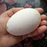 نطفه دار. قو غاز درشت. تازه. تخم