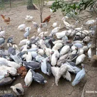 مرغ شاخدار دررنگ های مختلف|حیوانات مزرعه|قائمشهر, |دیوار