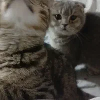 واگذاری اسکاتیش