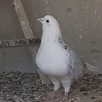 کفتر باخ رفته