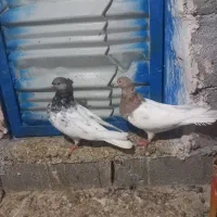 کبوتر سینه. کله زرد.|پرنده|بجنورد, |دیوار