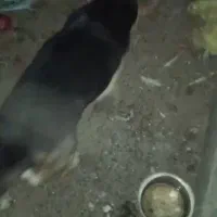 سگ.|سگ|بیرجند, |دیوار