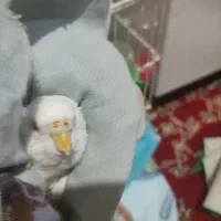 مرغ عشق ماده آلبینو کمیاب|پرنده|بیدشهر, |دیوار