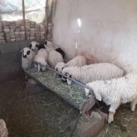 بره نر ماده شیرازی کوچک سبک خشکل خونگی زیر قیمت