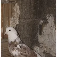 کفتر. . شازده سرور .کبوتر هما بلند پرواز