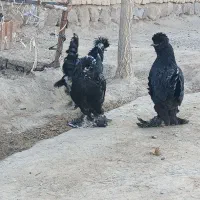 مرغ و خروس سلطان تخم گذار|حیوانات مزرعه|مرند, |دیوار