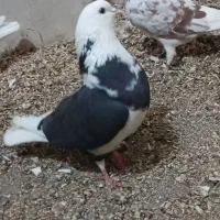 کفتر|پرنده|قم, مهر آباد|دیوار