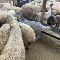 انواع گوسفند محلی چاق ( دام زنده ) + قصاب|حیوانات مزرعه|کرمان, |دیوار