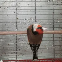 سهره حلب|پرنده|کرمانشاه, |دیوار