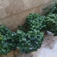 گل قاشقی بزرگ|گل و گیاه طبیعی|شهریار, شهرک وائین|دیوار