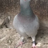 ماده پلاکی غریب  گیر