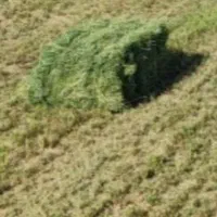 یونجه چین اول