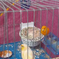 بهترین قناری معاوضه هم با سهر