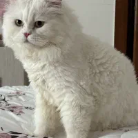 Classic Persian cat|گربه|تبریز, |دیوار