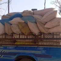 فروش کود گوسفندی