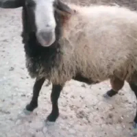 فروش قوچ شال دوساله نژاد دوقلوزا|حیوانات مزرعه|شیراز, حومه شیراز|دیوار