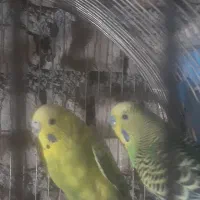 یک جفت مرغ عشق مولد و یک عدد جوجشون