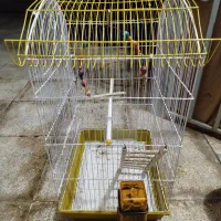 قفس عروس هلندی