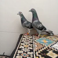 مسافتی|پرنده|سنندج, |دیوار