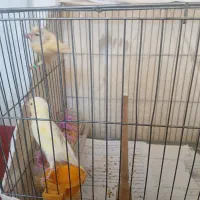یک جفت جوجه قناری ۵ماهه