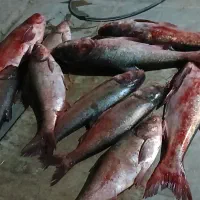 فروش ماهی|ماهی|داراب, |دیوار