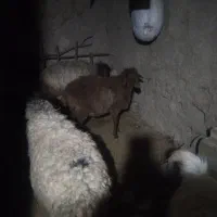 گوسفند|حیوانات مزرعه|آبکوه, |دیوار