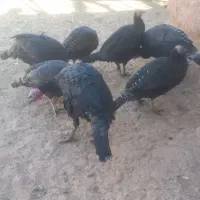 بوقلمون|حیوانات مزرعه|فیروزه, |دیوار