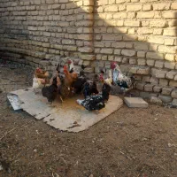 مرغ بومی تخم گذار|حیوانات مزرعه|شهرضا, |دیوار