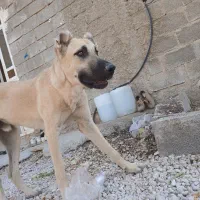 توله سگ ۶ماهه سراب