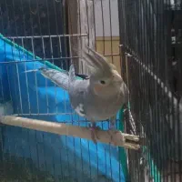 عروس هلندی ماده|پرنده|رشت, آب آسیاب|دیوار