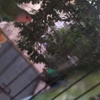 طوطی جفت مولد قیمت1تومن