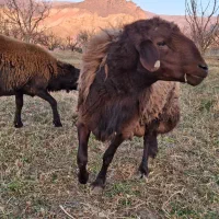 قوچ همو|حیوانات مزرعه|ماهنشان, |دیوار