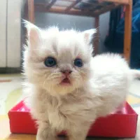 گربه کاراملی