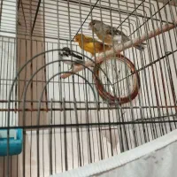 قناری ماده اماده