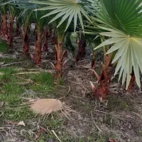 پالم|گل و گیاه طبیعی|رشت, فلسطین|دیوار