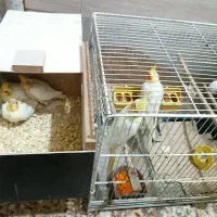 چند عدد عروس پاریس از نژادلوتینوسرلاکی