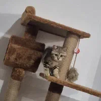 بریتیش ۳ماهه نر