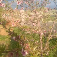 فروش زمین میان چنار|فروش زمین و ملک کلنگی|چیتاب, |دیوار