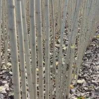 ـنـهـال صنوبر نیگرا|خدمات باغبانی و درختکاری|خرمآباد, |دیوار