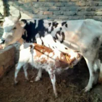 یک راس گاوگوساله دار